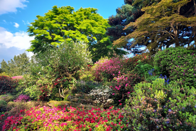 Leonardslee flowers and trees in the evening sunshine